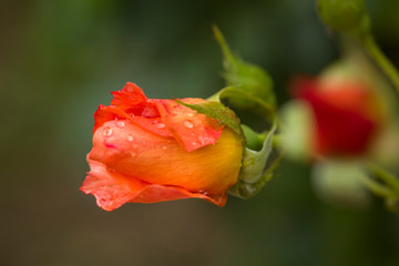 Dew drops close up petals on beautiful bi colored rose 