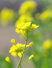 Obraz premium 菜の花のクローズアップ