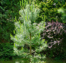 Young green shoots of beautiful pine in spring garden. Landscape for any wallpaper. There is place for text