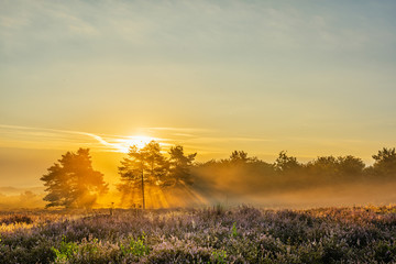 Fototapeta na wymiar sunrise in the field