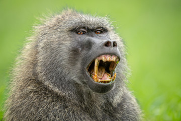 Olive baboon in Kenya East Africa