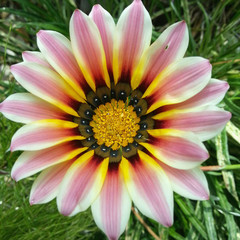 Gazania 1x1 closeup