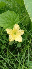yellow flower on green background