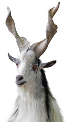 Portrait of white goat with beautiful horns on a white