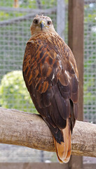 beautiful mountain eagle