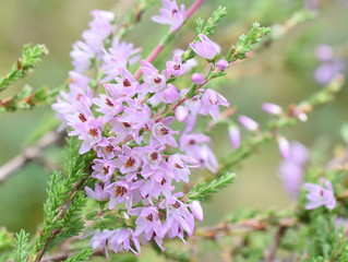 Closeup on purple flowers on common heather Calluna vulgaris