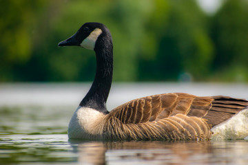 canada goose branta canadensis