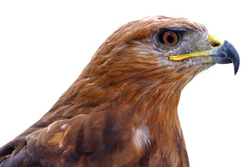 beautiful mountain eagle