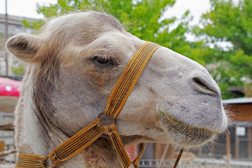 portrait of the beautiful camel in zoo