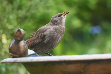 	
Junge Stare warten auf die Fütterung	
