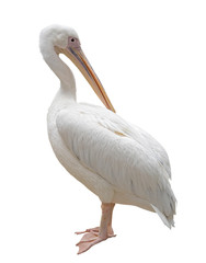 portrait of a beautiful Pelican