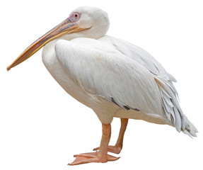 the big beautiful Pelican on white