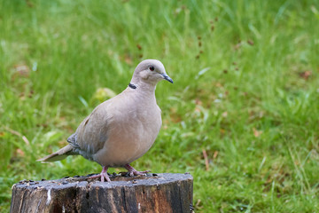 Türkentaube bei der Futtersuche in einem Garten