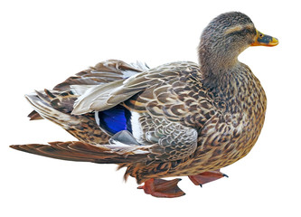 the big beautiful duck on white