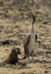 A portrait of a Socotra cormorant at Busaiteen coast, Bahrain