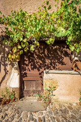 Vigne autour d'une ancienne porte en bois.