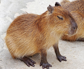 biggest mouse Capybara from South America