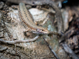 Lézard des murailles.