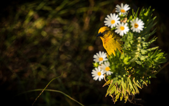 yellow bird with white and yellow daisy flowers