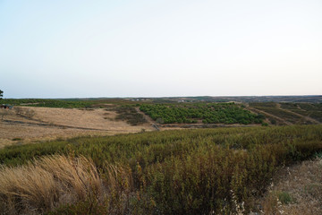 Fototapeta na wymiar Arid landscape in Portugal's Alantejo photographed in summer