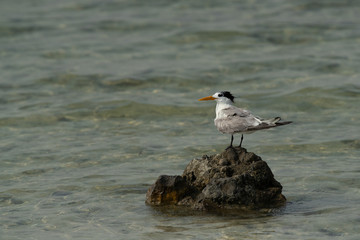 Greater Crested Tern perched on a rock at Busaiteen coast, Bahrain