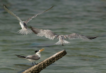Greater Crested Tern fight for wooden log at Busaiteen coast, Bahrain