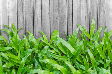 old wooden wall with green grass