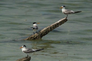 Greater Crested Terns perched on wooden log durong mid tide at Busaiteen coast, Bahrain