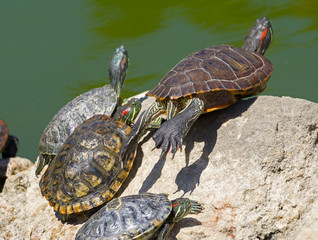 turtles basking and swimming in the sun