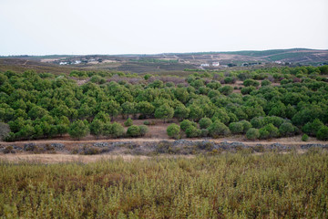 Fototapeta na wymiar Arid landscape in Portugal's Alantejo photographed in summer