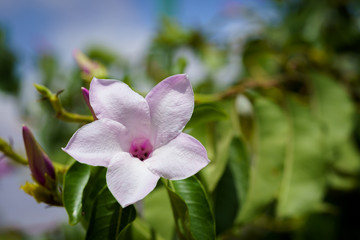 Cryptostegia grandiflora