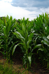 Green corn field against the blue sky. Beautiful landscape. High quality photo