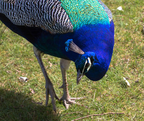 Fototapeta premium Adult Male Peacock in the grass