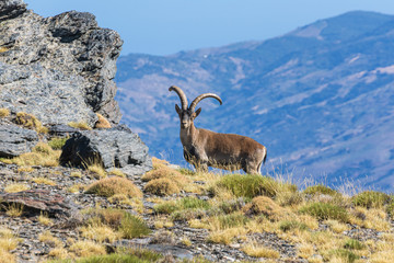 Male mountain goat in the peaks of Sierra Nevada, Granada.