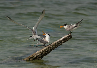 Greater Crested Terns pushing each other for space on wooden log at Busaiteen coast, Bahrain
