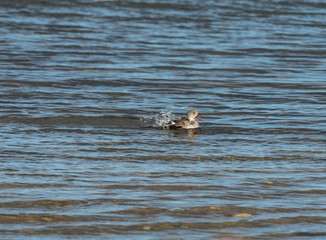 Single Cape Teal Duck in blue cold water, making a splash as he swims