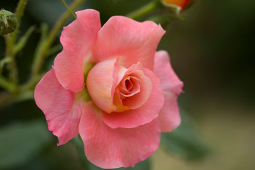 Pink rose flower in roses garden