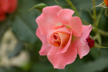 Pink rose flower in roses garden