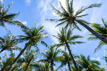Fototapeta premium sunny coconut trees with the blue sky cloud background