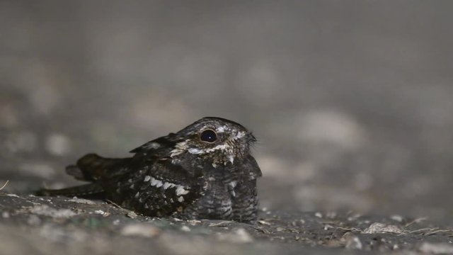 The fiery neck of the Nightjar at night. The video was taken at night on a country road. Caprimulgus europaeus