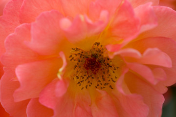 Close up red rose flower