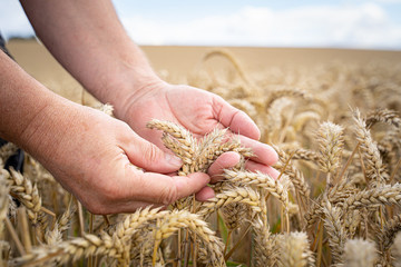 Ackerbau - Ernährung, Hände halten reife Weizenähren.