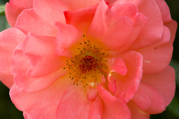Close up red rose flower