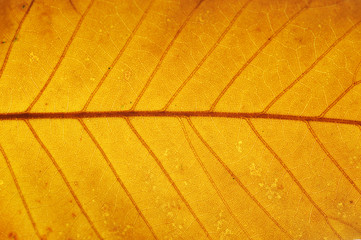 close up on autumn yellow leaf texture