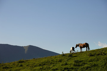 Fototapeta na wymiar Horses on the mountain