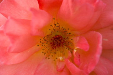 Close up red rose flower