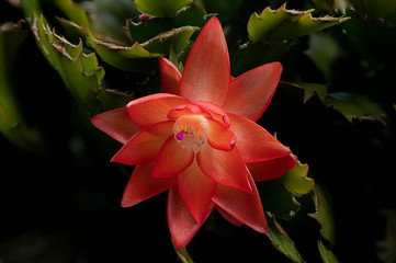 fiore di Natalina
