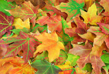 Naklejka na ściany i meble colorful autumn maple leaves as nature background