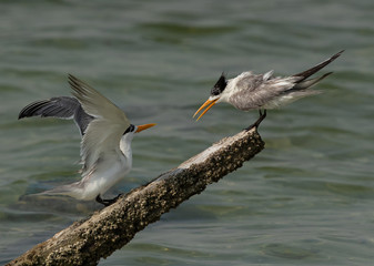 Greater Crested Terns on a wooden log at Busaiteen coast, Bahrain