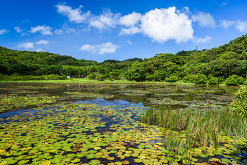 Obraz na płótnie Canvas Dongyuan Wetland in Pingtung, Taiwan, Wetlands landscape in summer.